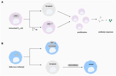 Ferroptosis: A mixed blessing for infectious diseases